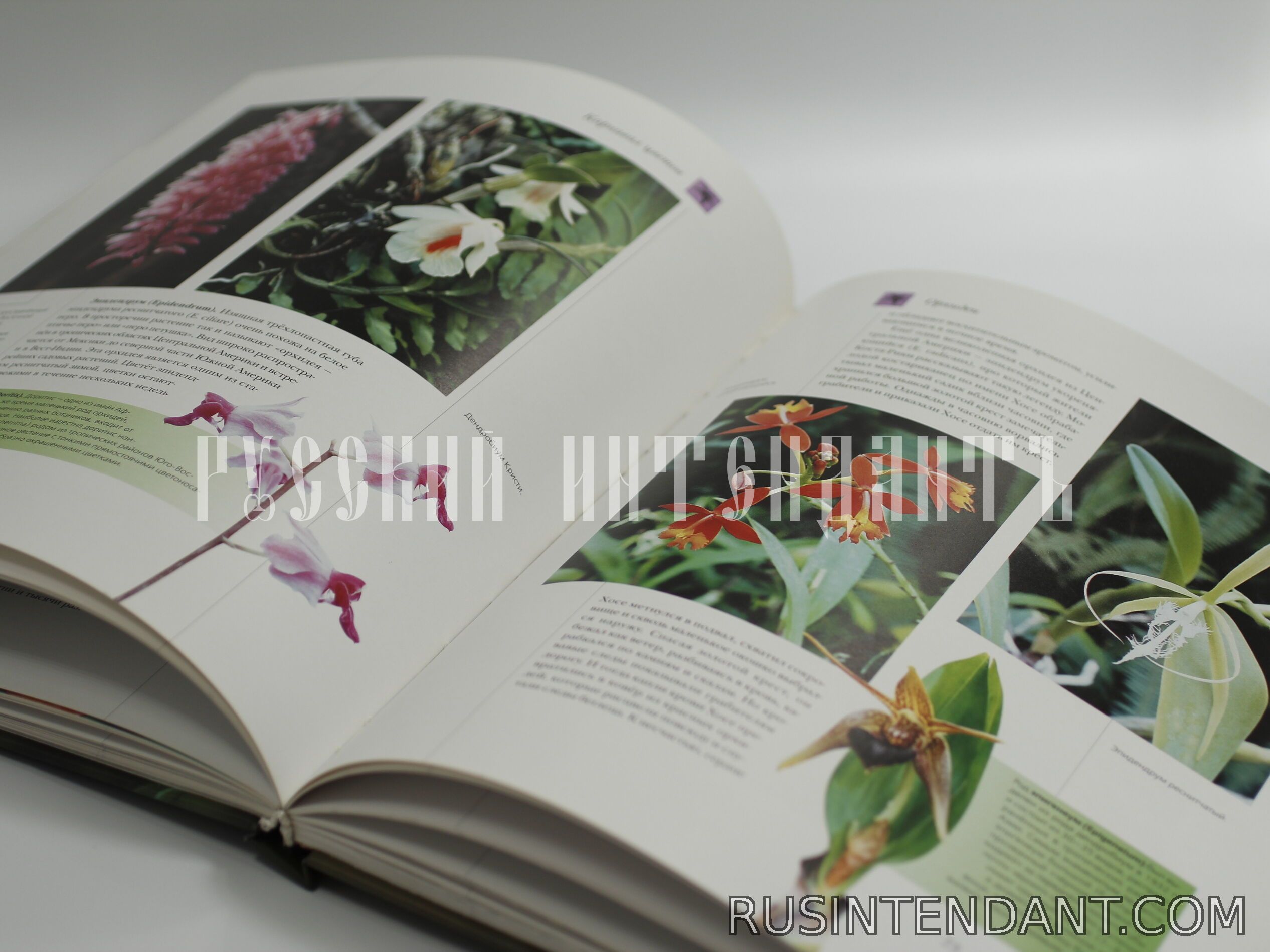 Фото 2: Книга «Цветы мира» 