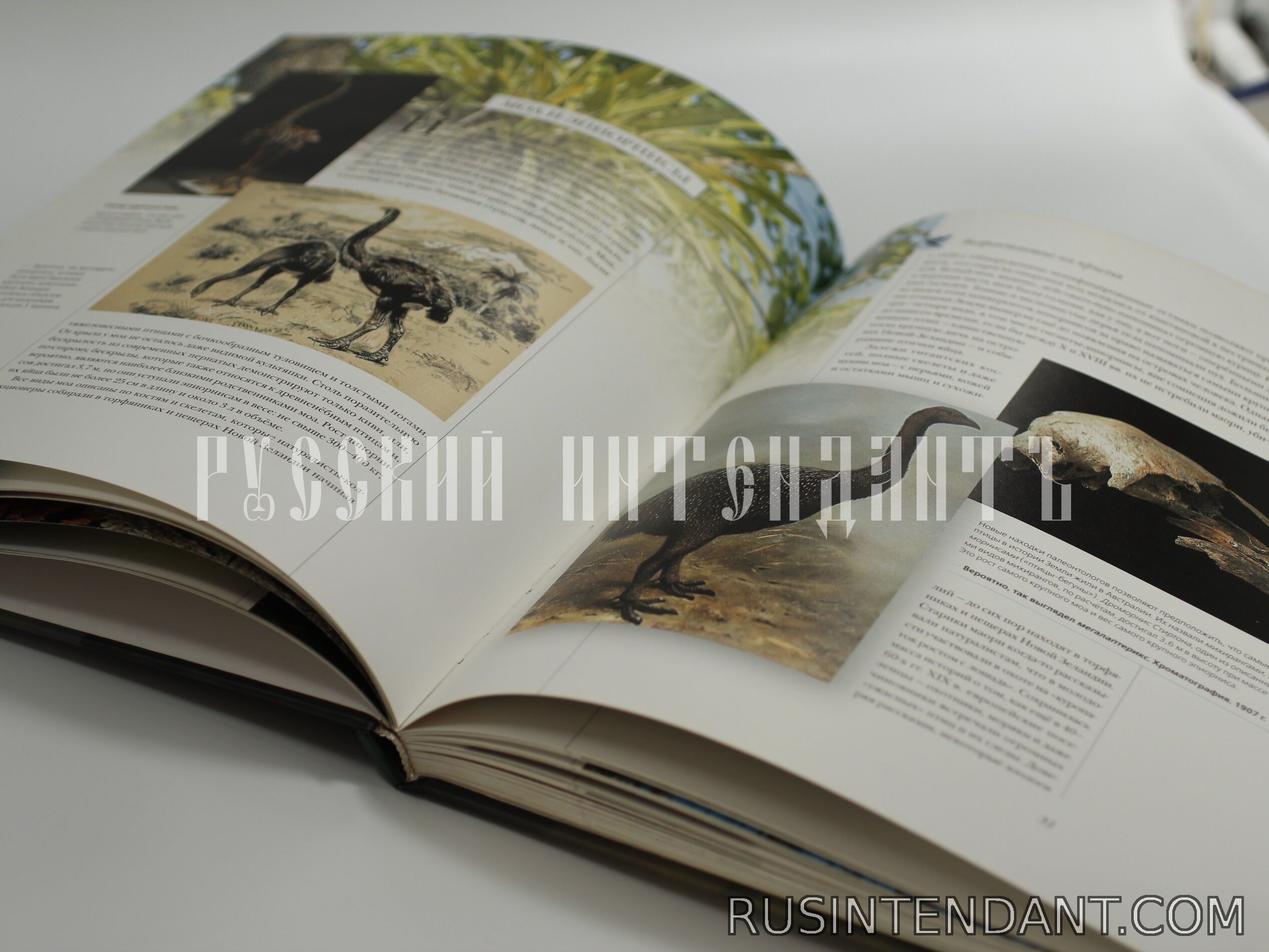 Фото 4: Книга «Птицы мира» 