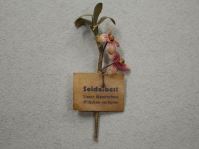 Знак за пожертвование «Волчеягодник»